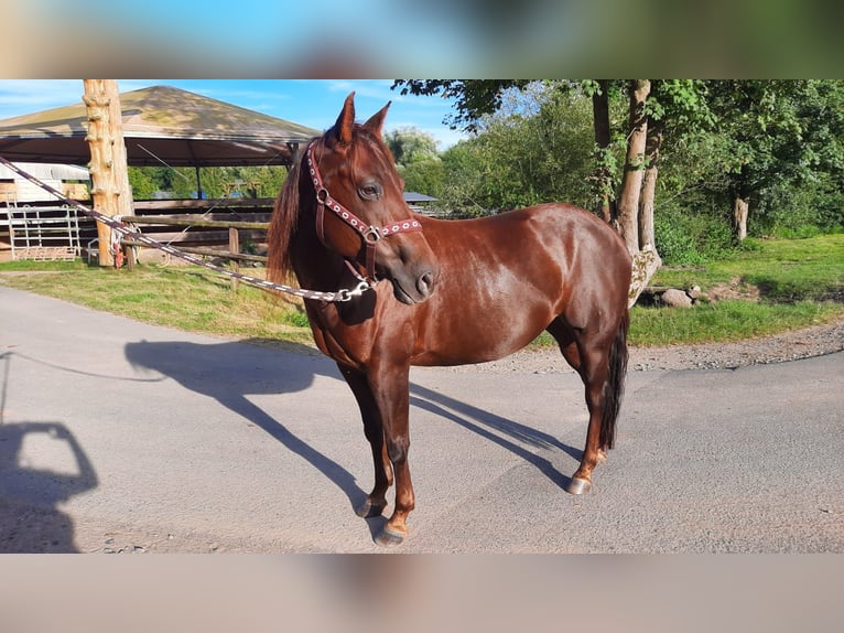 American Quarter Horse Merrie 7 Jaar 138 cm Donkere-vos in Floh-Seligenthal