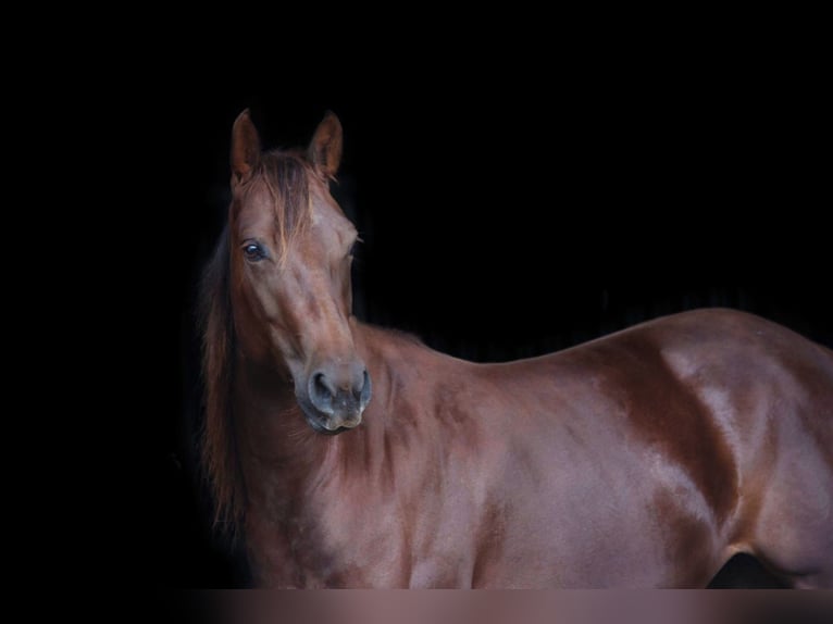 American Quarter Horse Merrie 7 Jaar 138 cm Donkere-vos in Floh-Seligenthal