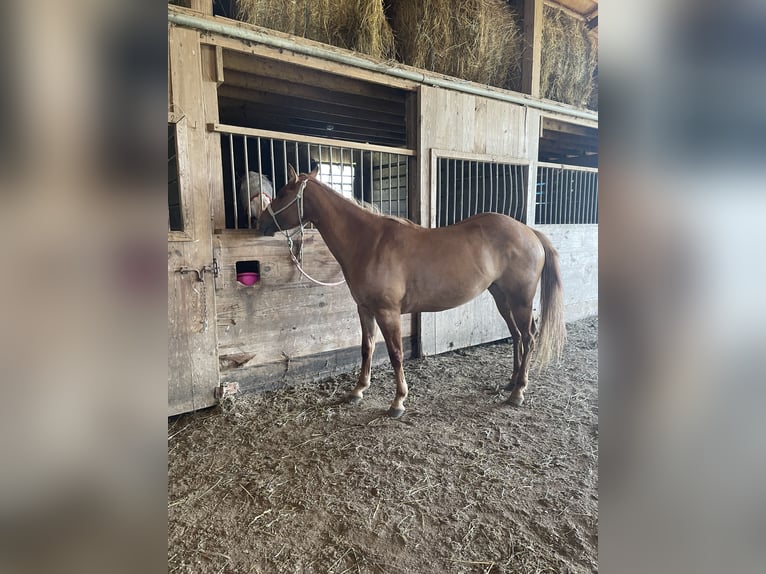 American Quarter Horse Merrie 7 Jaar 142 cm Donkere-vos in Wooster