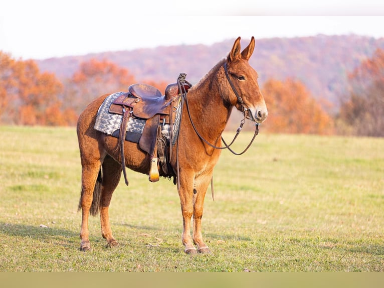 American Quarter Horse Merrie 7 Jaar 142 cm Donkere-vos in Everett, PA