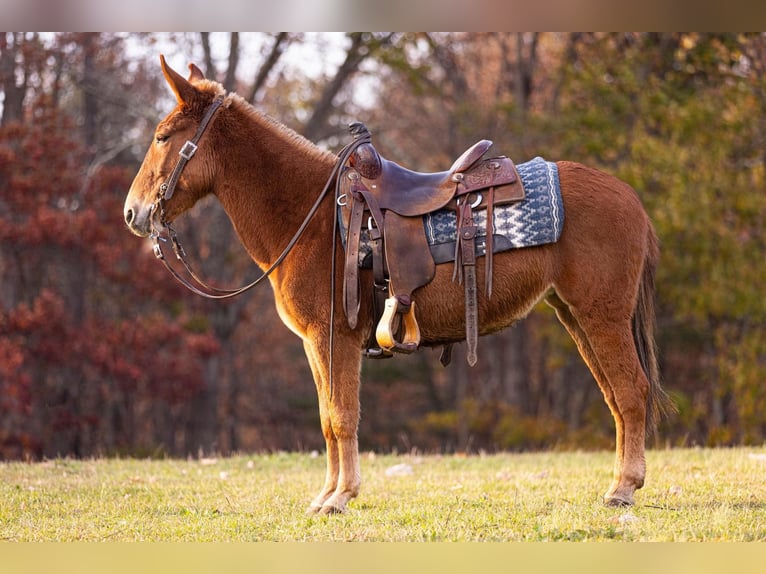 American Quarter Horse Merrie 7 Jaar 142 cm Donkere-vos in Everett, PA