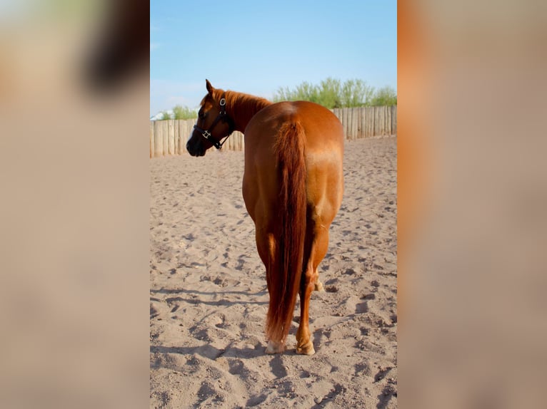 American Quarter Horse Merrie 7 Jaar 142 cm Donkere-vos in Scottsdale AZ