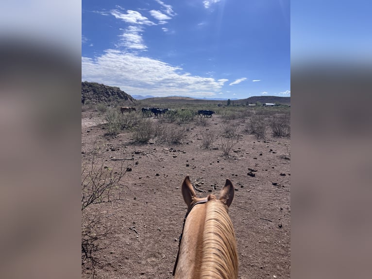 American Quarter Horse Merrie 7 Jaar 142 cm Falbe in Willcox