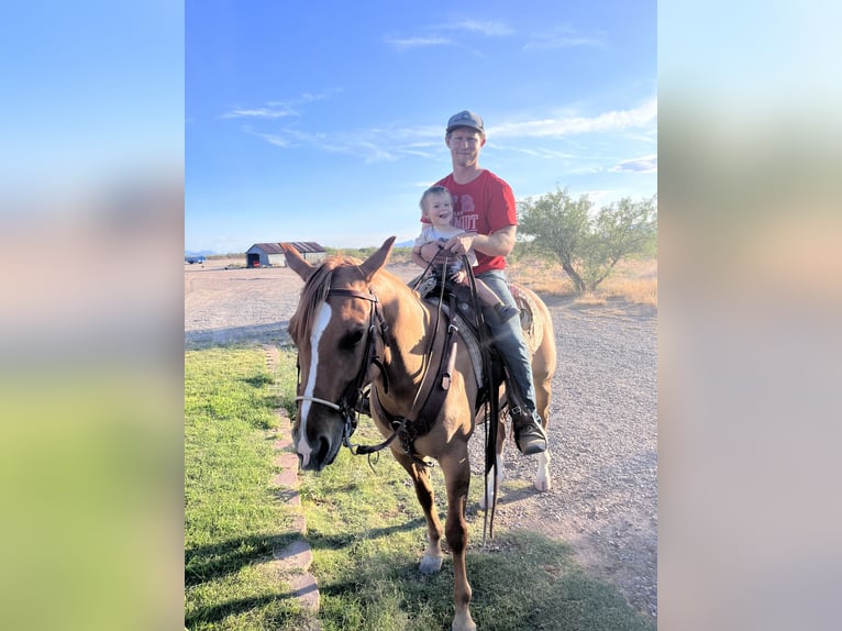 American Quarter Horse Merrie 7 Jaar 142 cm Falbe in Willcox