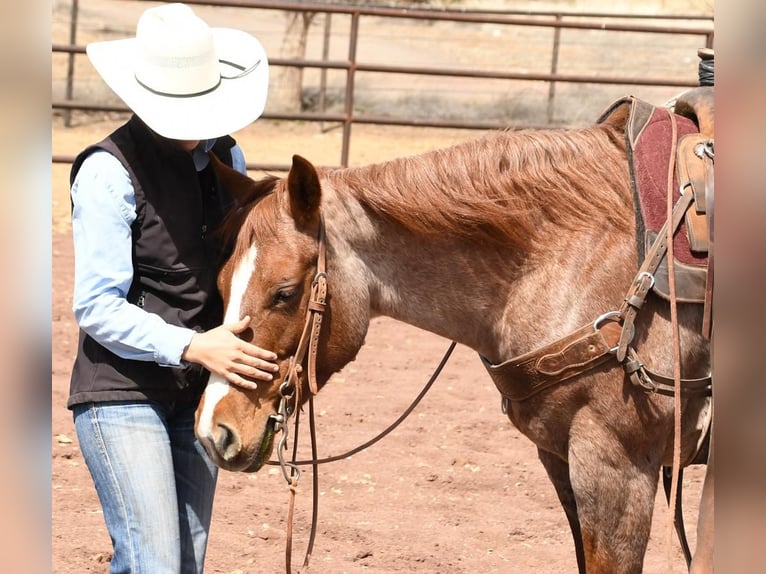 American Quarter Horse Mix Merrie 7 Jaar 142 cm Roan-Red in Flagstaff, AZ