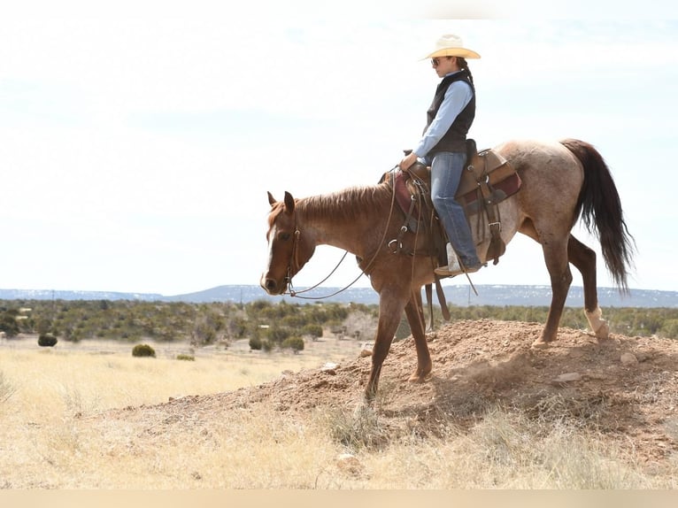 American Quarter Horse Mix Merrie 7 Jaar 142 cm Roan-Red in Flagstaff, AZ