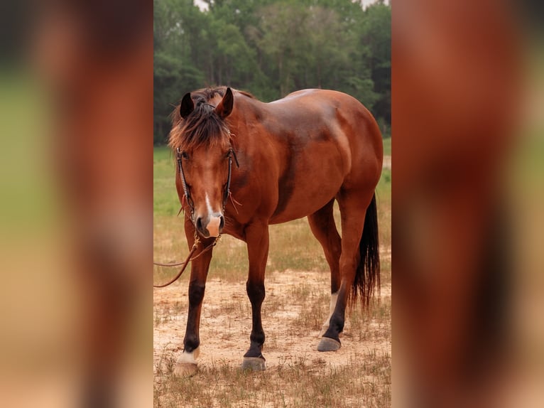 American Quarter Horse Merrie 7 Jaar 142 cm Roodbruin in Quitman