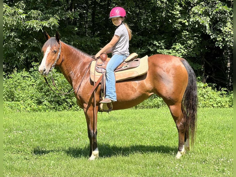 American Quarter Horse Merrie 7 Jaar 142 cm Roodbruin in Lisbon IA
