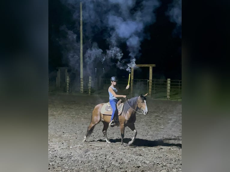 American Quarter Horse Merrie 7 Jaar 142 cm Roodbruin in Lisbon IA
