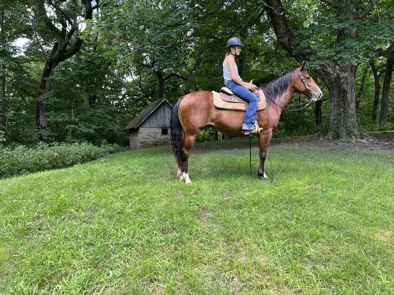 American Quarter Horse Merrie 7 Jaar 142 cm Roodbruin in Lisbon IA