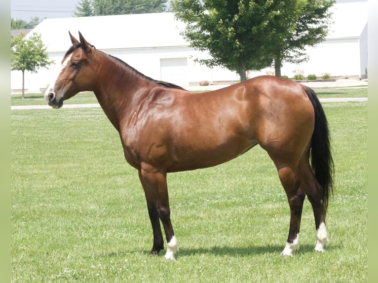 American Quarter Horse Merrie 7 Jaar 142 cm Roodbruin in Lisbon IA
