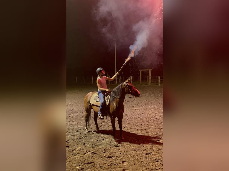 American Quarter Horse Merrie 7 Jaar 142 cm Roodbruin in Lisbon IA
