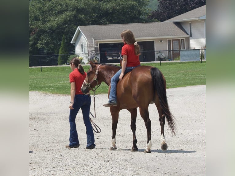 American Quarter Horse Merrie 7 Jaar 142 cm Roodbruin in Lisbon IA