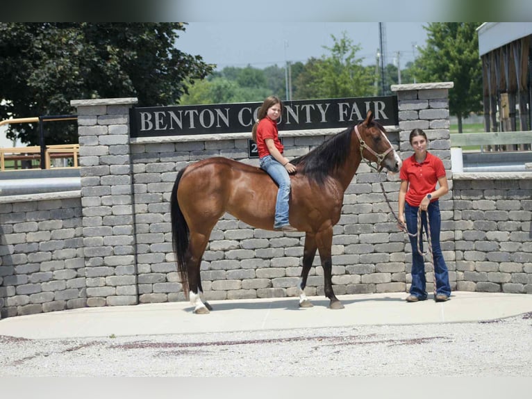 American Quarter Horse Merrie 7 Jaar 142 cm Roodbruin in Lisbon IA