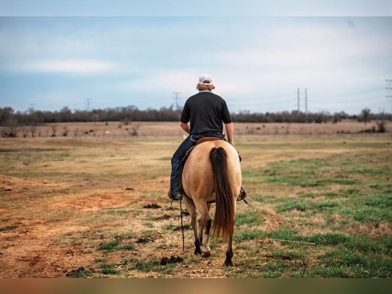 American Quarter Horse Merrie 7 Jaar 145 cm Buckskin in Normangee
