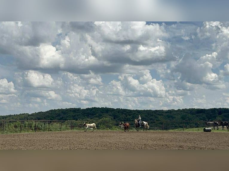 American Quarter Horse Merrie 7 Jaar 145 cm Palomino in Pinceton MO