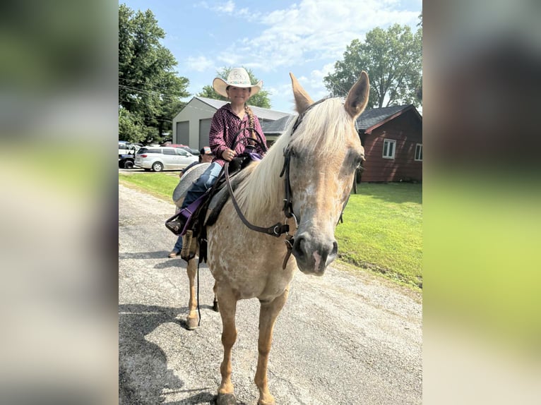 American Quarter Horse Merrie 7 Jaar 145 cm Palomino in Pinceton MO