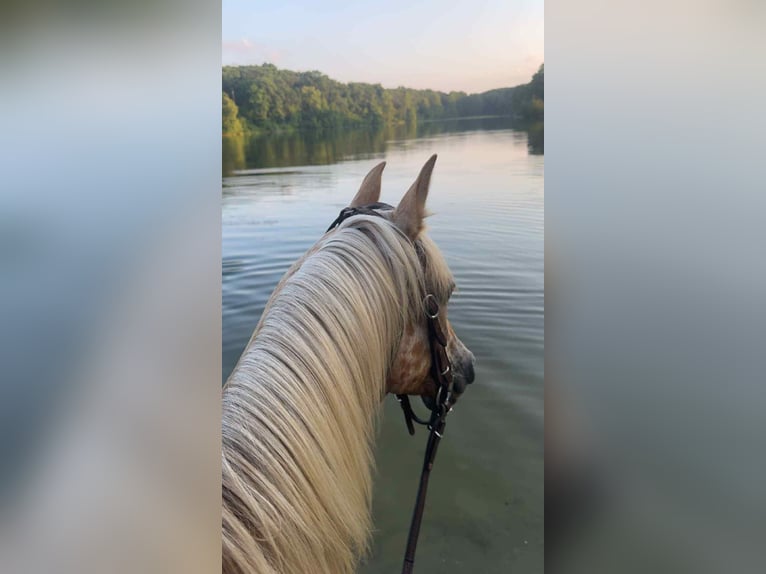 American Quarter Horse Merrie 7 Jaar 145 cm Palomino in Pinceton MO
