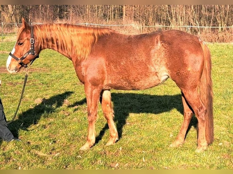American Quarter Horse Merrie 7 Jaar 145 cm Rabicano in KasendorfKasendorf