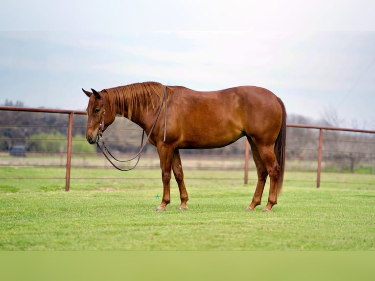 American Quarter Horse Merrie 7 Jaar 145 cm Roodvos in Pilot Point