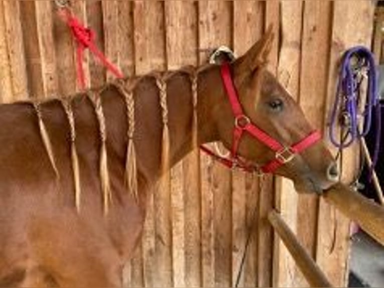 American Quarter Horse Merrie 7 Jaar 145 cm Vos in Kaarst