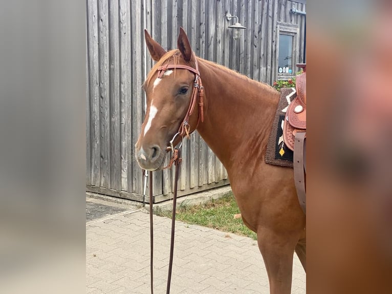 American Quarter Horse Merrie 7 Jaar 145 cm Vos in Kaarst