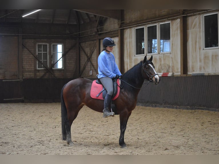 American Quarter Horse Merrie 7 Jaar 146 cm Bruin in Großalmerode