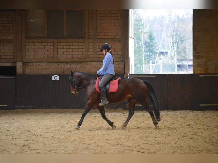 American Quarter Horse Merrie 7 Jaar 146 cm Bruin in Großalmerode