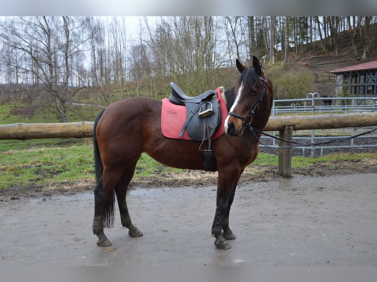 American Quarter Horse Merrie 7 Jaar 146 cm Bruin in Großalmerode