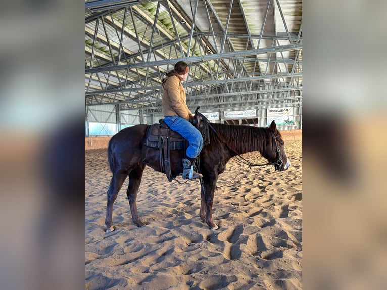 American Quarter Horse Merrie 7 Jaar 146 cm Donkere-vos in Świerklaniec