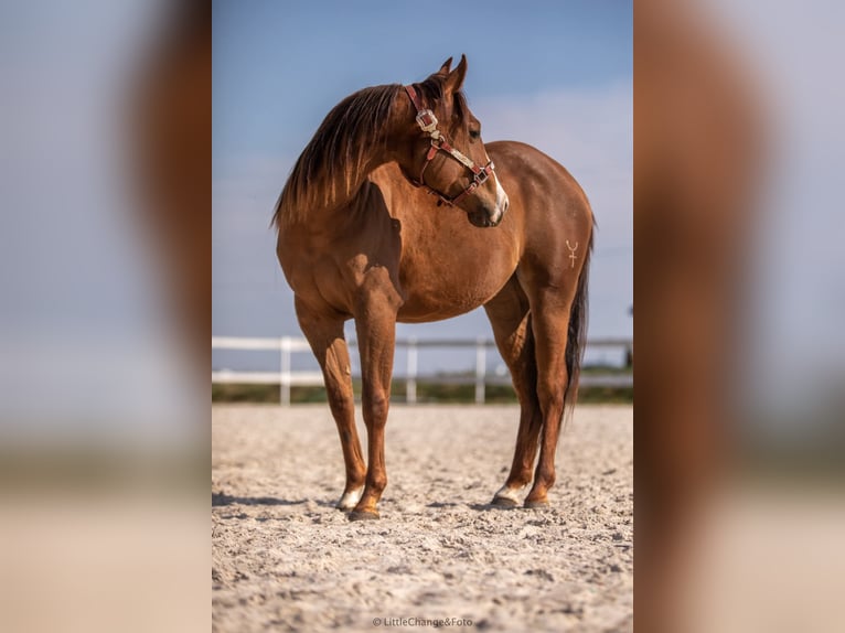 American Quarter Horse Merrie 7 Jaar 146 cm Donkere-vos in Świerklaniec