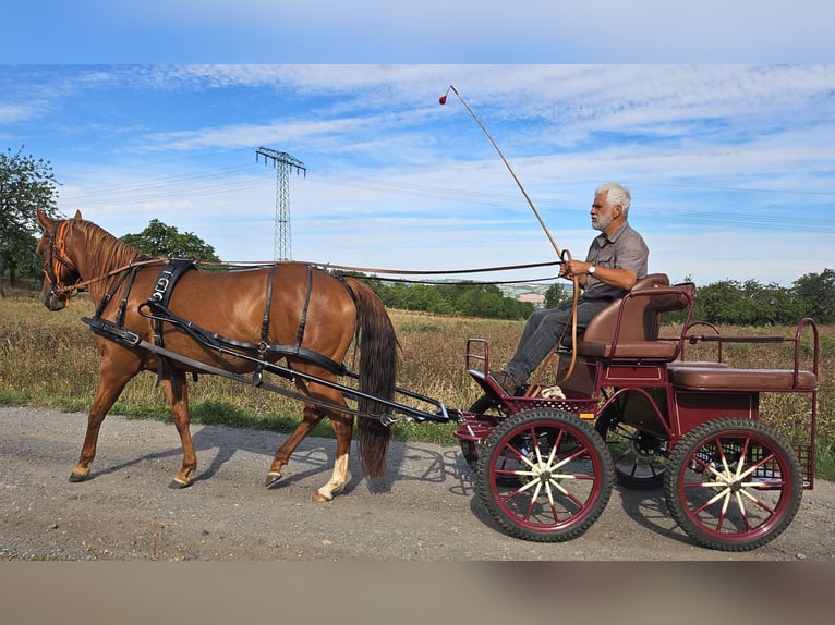 American Quarter Horse Merrie 7 Jaar 146 cm Vos in Müglitztal