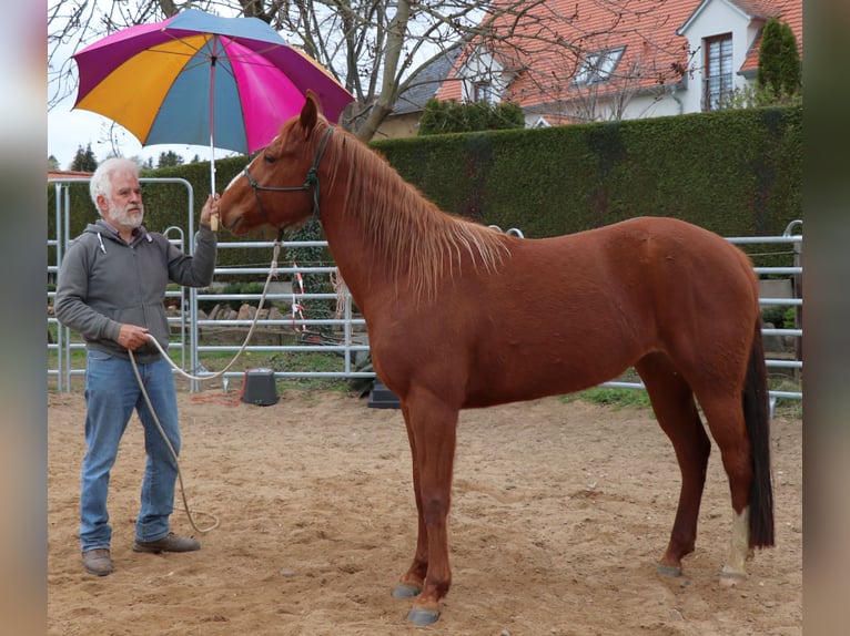 American Quarter Horse Merrie 7 Jaar 146 cm Vos in Müglitztal