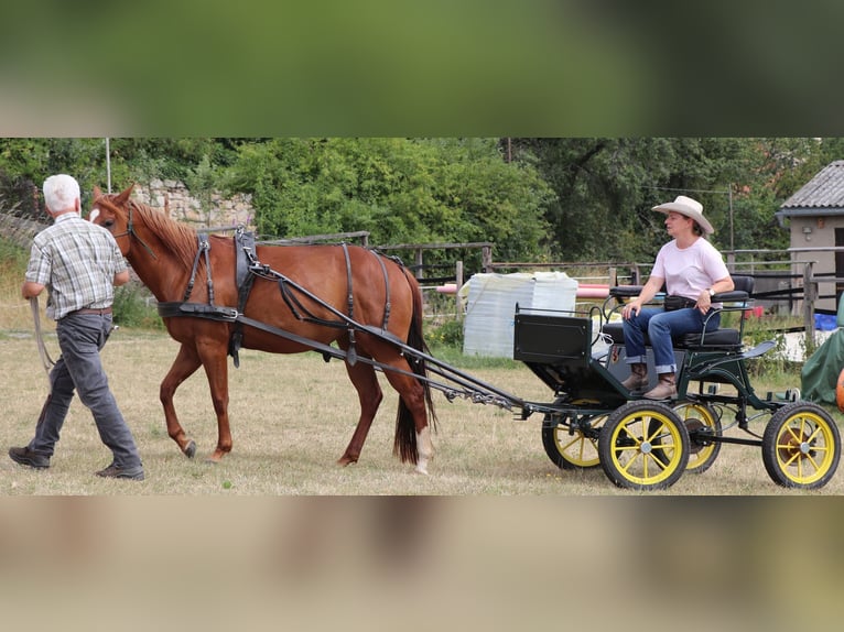 American Quarter Horse Merrie 7 Jaar 146 cm Vos in Müglitztal