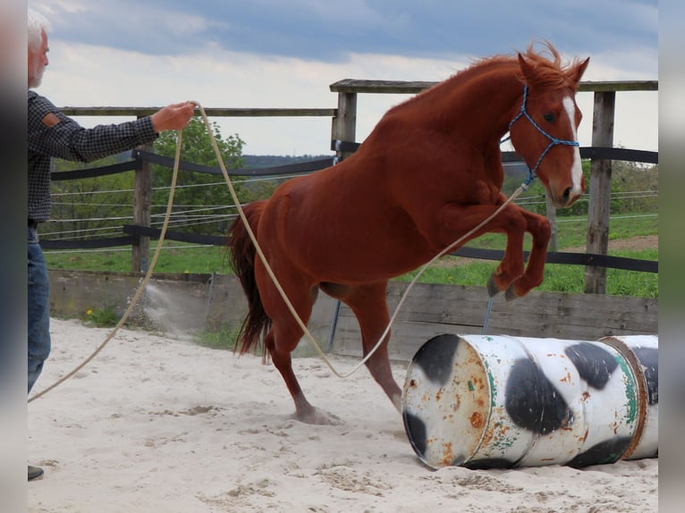 American Quarter Horse Merrie 7 Jaar 146 cm Vos in Müglitztal