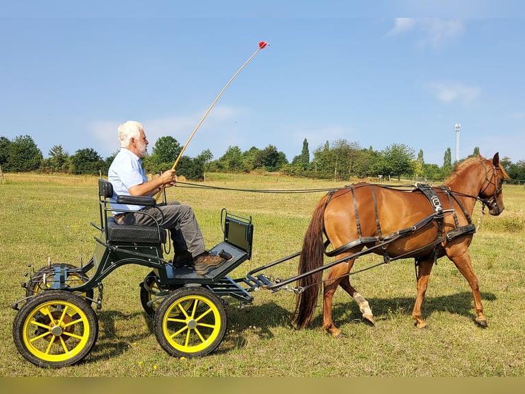 American Quarter Horse Merrie 7 Jaar 146 cm Vos in Müglitztal