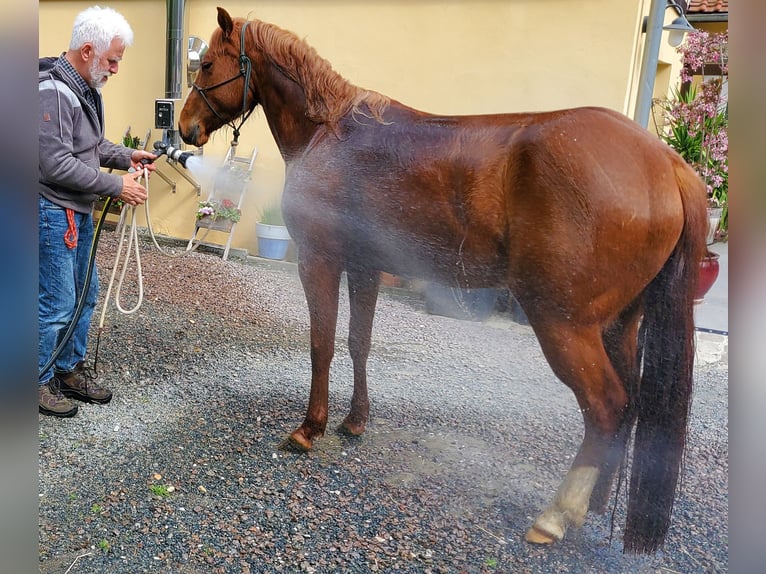 American Quarter Horse Merrie 7 Jaar 146 cm Vos in Müglitztal