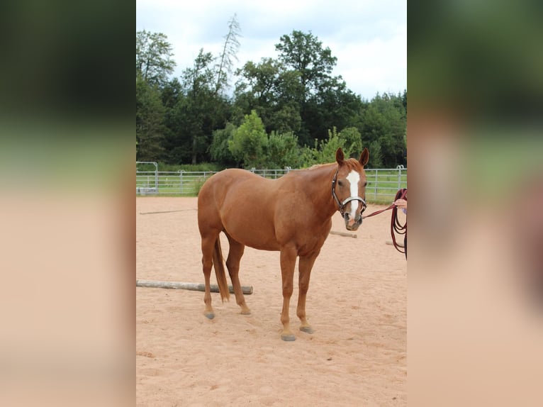 American Quarter Horse Merrie 7 Jaar 146 cm Vos in Schwaikheim