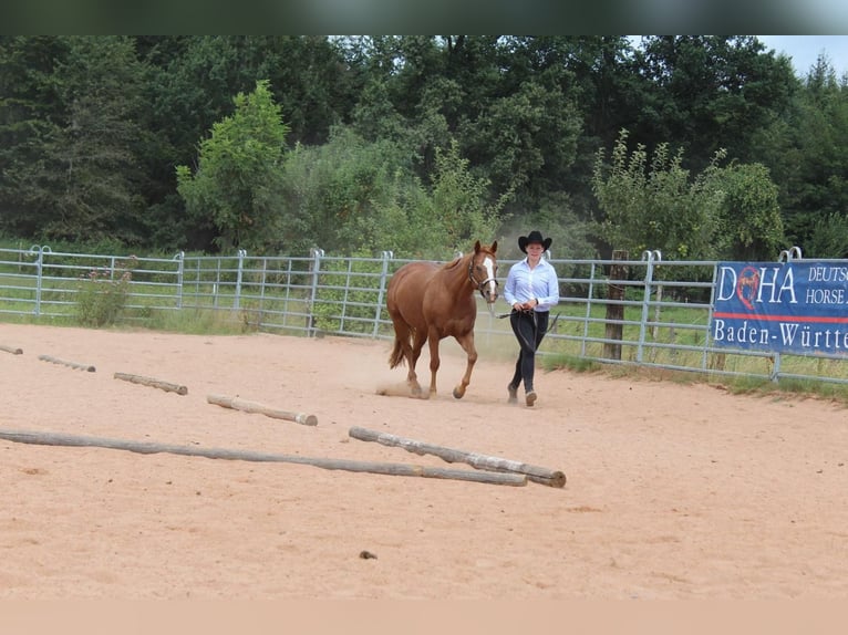 American Quarter Horse Merrie 7 Jaar 146 cm Vos in Schwaikheim