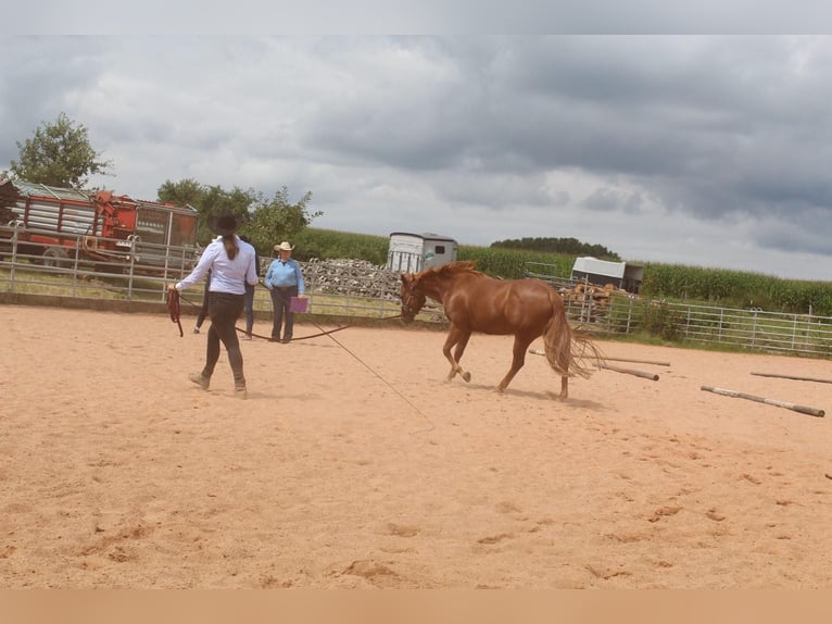 American Quarter Horse Merrie 7 Jaar 146 cm Vos in Schwaikheim