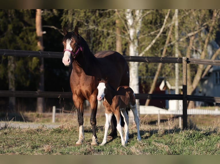 American Quarter Horse Merrie 7 Jaar 147 cm Bruin in Travelsjö