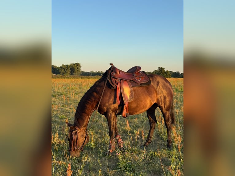 American Quarter Horse Merrie 7 Jaar 147 cm Donkerbruin in Oranienburg