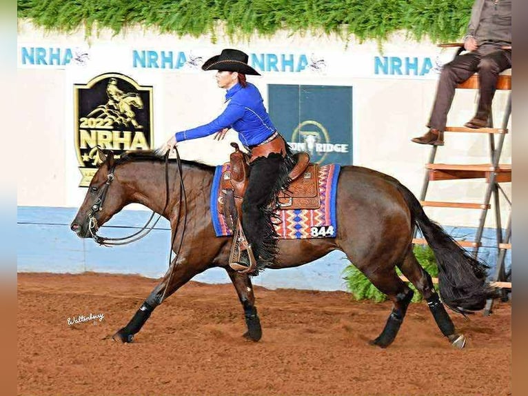 American Quarter Horse Merrie 7 Jaar 147 cm Donkere-vos in Buffalo