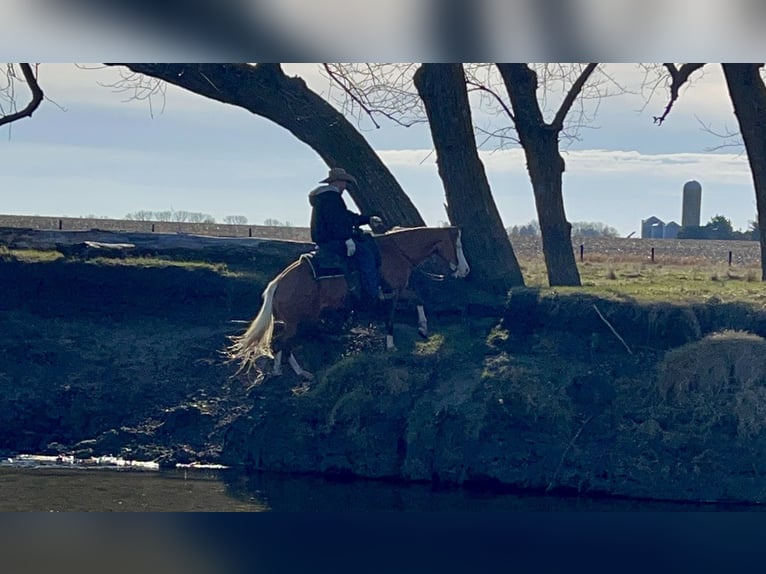 American Quarter Horse Merrie 7 Jaar 147 cm Palomino in Sheffield