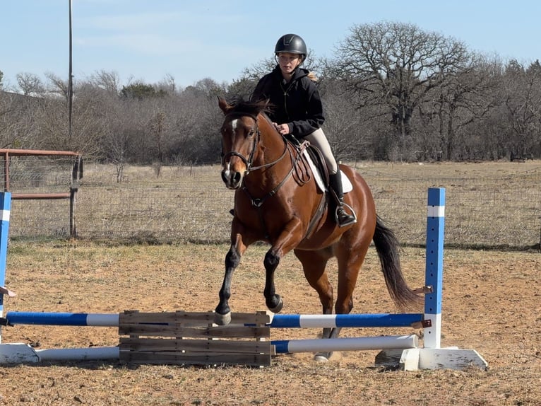 American Quarter Horse Merrie 7 Jaar 147 cm Roodbruin in Cleburne