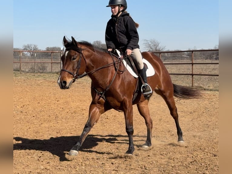 American Quarter Horse Merrie 7 Jaar 147 cm Roodbruin in Cleburne
