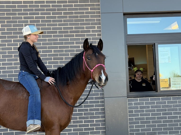 American Quarter Horse Merrie 7 Jaar 147 cm Roodbruin in Cleburne