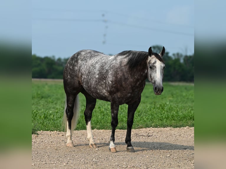 American Quarter Horse Merrie 7 Jaar 147 cm Schimmel in Canistota, SD