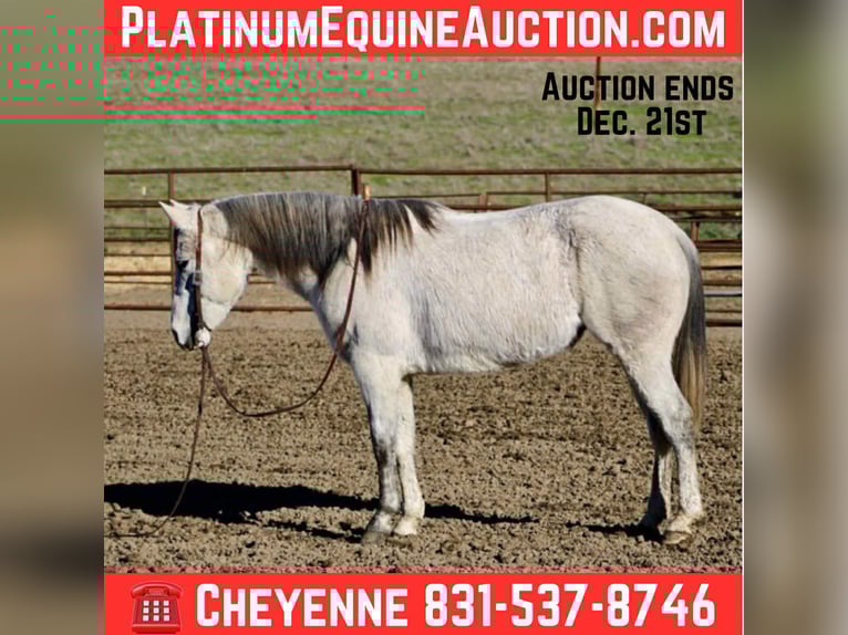 American Quarter Horse Merrie 7 Jaar 147 cm Schimmel in Bitterwater, CA