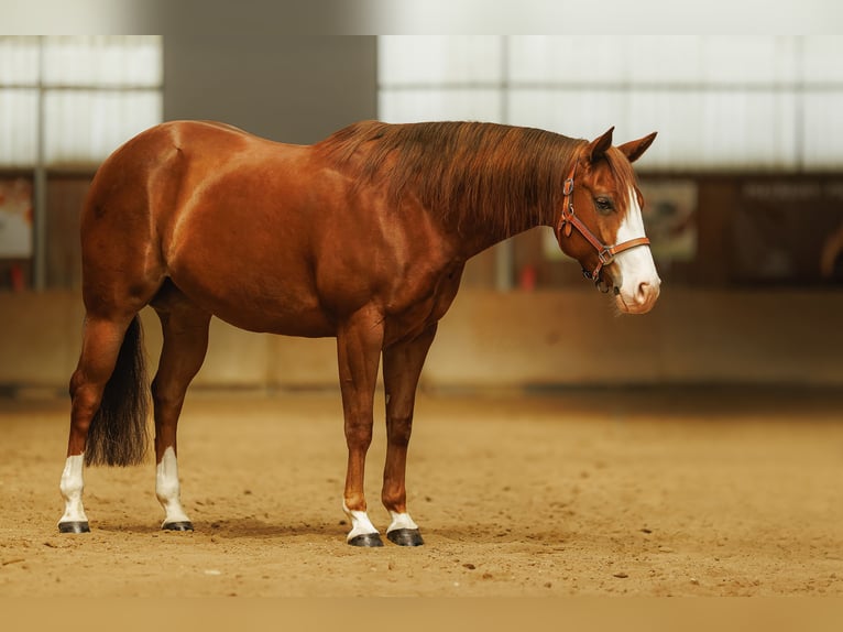 American Quarter Horse Merrie 7 Jaar 148 cm Donkere-vos in Kozlovice